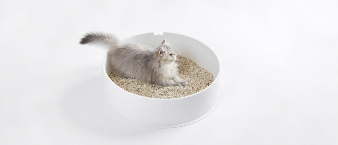 Tofu Kattenbakvulling: Een plantaardig alternatief voor dagelijks gebruik
