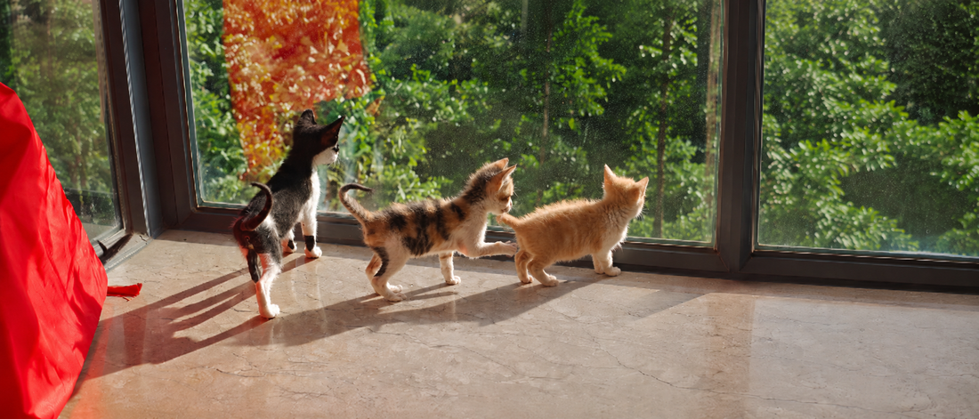 Kittens gered op een regenachtige avond