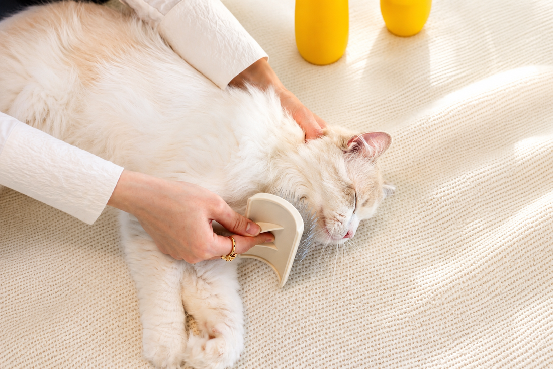 Waarom katten regelmatig geborsteld moeten worden