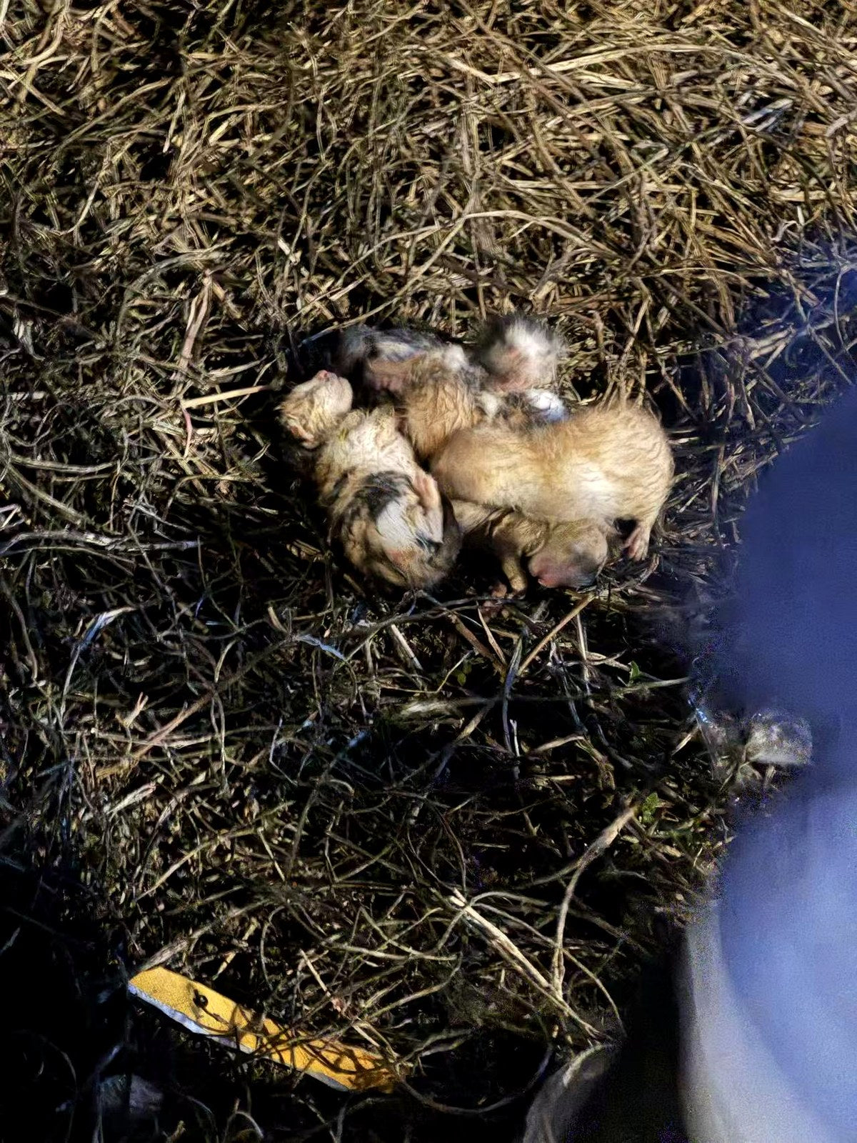 Chatons nouveau-nés trouvés dehors après la pluie