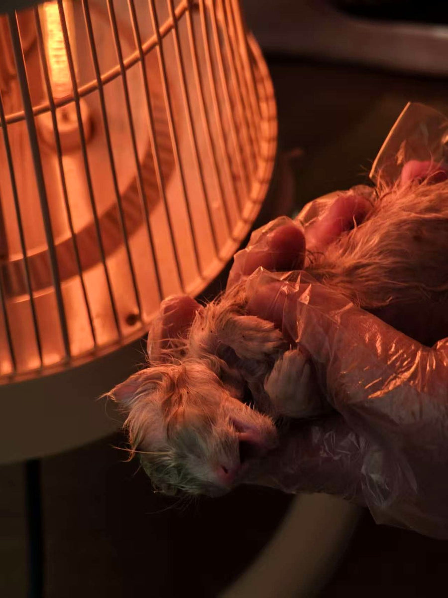 Un chaton sauvé qui est gardé au chaud