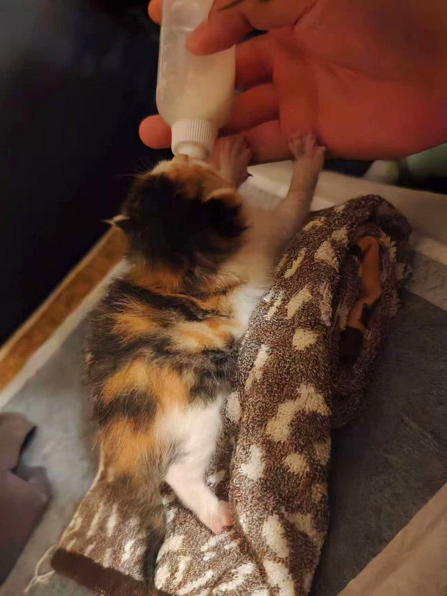 Un chaton sauvé est nourri au biberon