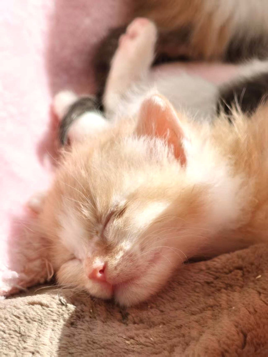 Un chaton sauvé dort pendant sa convalescence