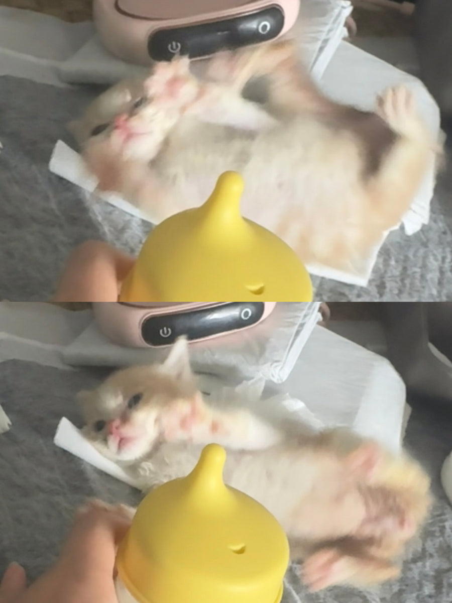 Assistance respiratoire pendant la convalescence des chatons