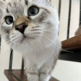 PawPau Journal