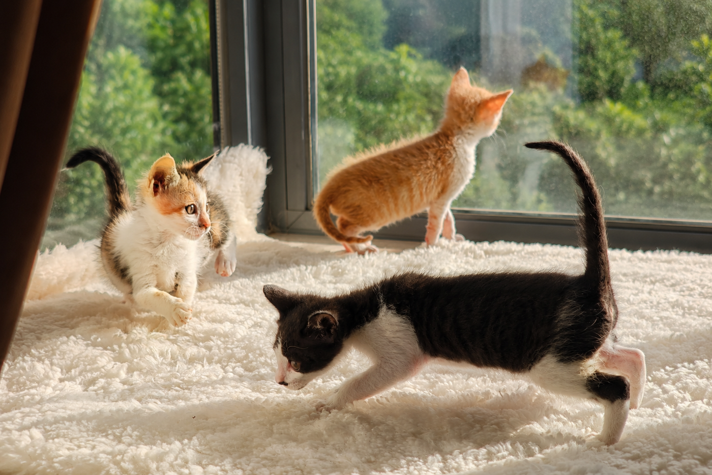 Les trois chatons grandissent ensemble à la maison