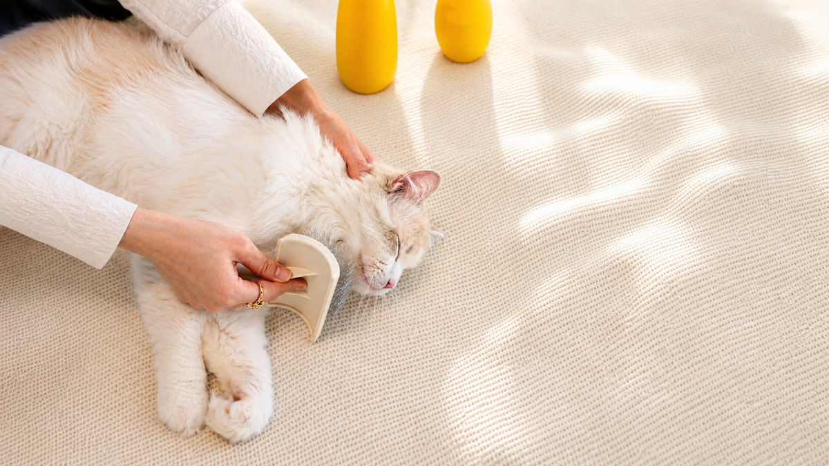 Waarom katten regelmatig geborsteld moeten worden
