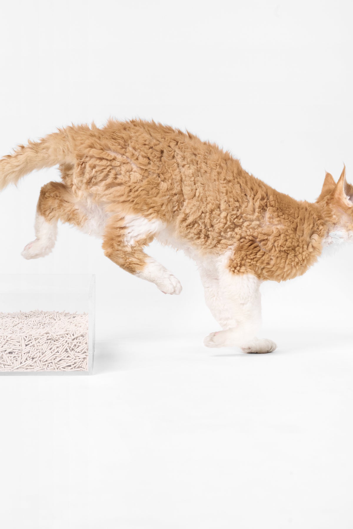 Kattenbak in moderne woonomgeving