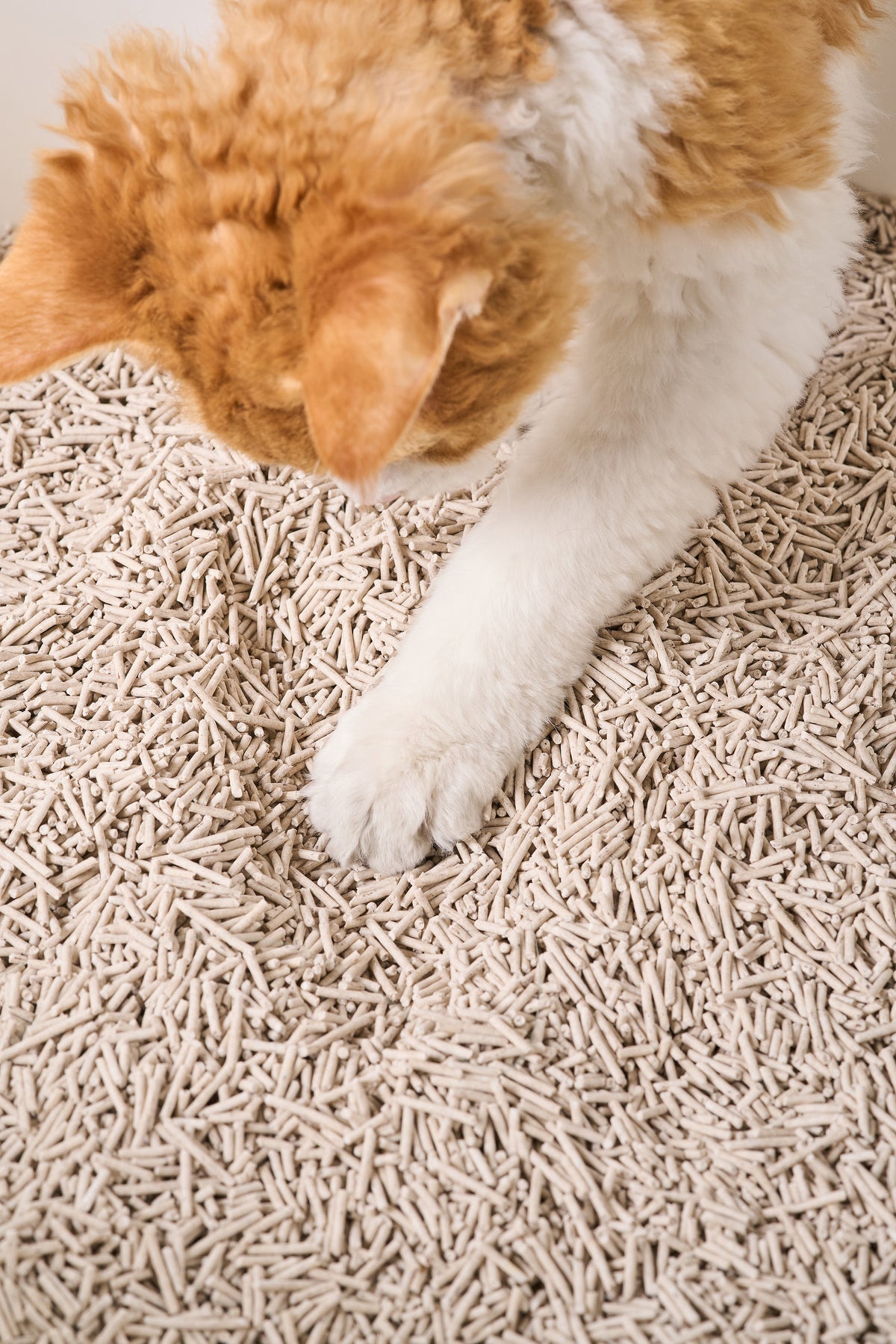 Koffie tofu kattenbakvulling
