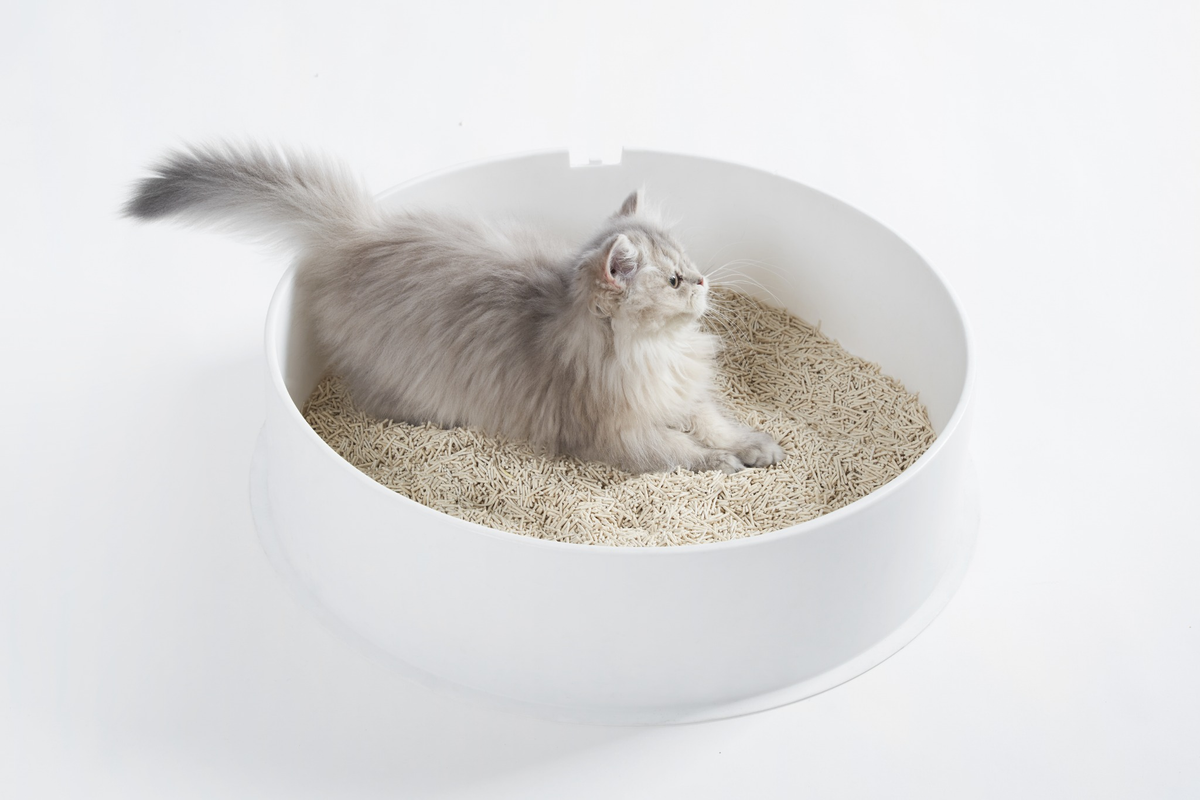 Tofu Kattenbakvulling: Een plantaardig alternatief voor dagelijks gebruik